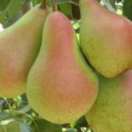 Саженец Груша Наталка